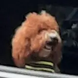 Bild: Hund im Auto